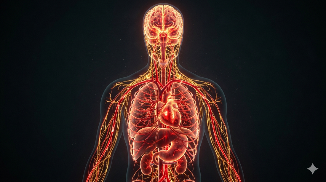 Your Nervous System Runs on Blood:  What Stress Does to Your Body's Foundation